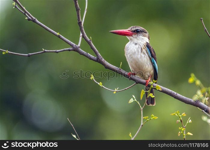 Specie Halcyon albiventris family of Alcedinidae . Brown-hooded Kingfisher in Kruger National park, South Africa