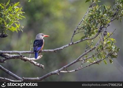Specie Halcyon leucocephala family of Alcedinidae. Grey-headed Kingfisher in Kruger National park, South Africa