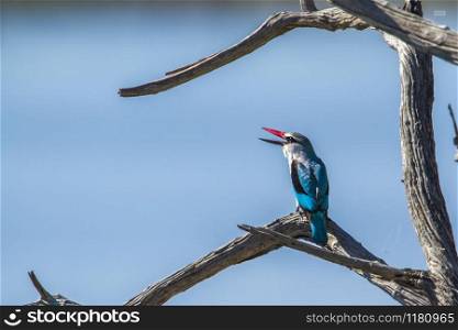 Specie Halcyon senegalensis family of Alcedinidae. Woodland kingfisher in Kruger National park, South Africa