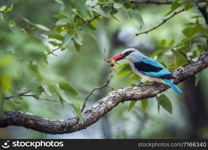 Specie Halcyon senegalensis family of Alcedinidae. Woodland kingfisher in Kruger National park, South Africa