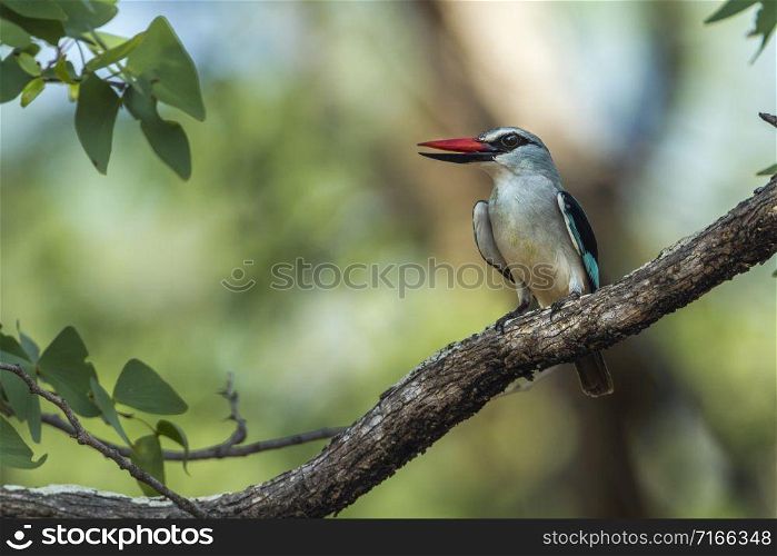 Specie Halcyon senegalensis family of Alcedinidae. Woodland kingfisher in Kruger National park, South Africa