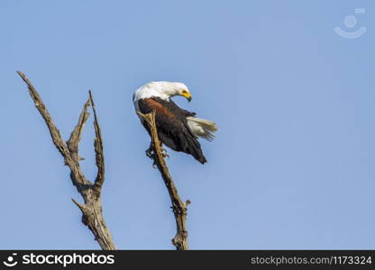 Specie Haliaeetus vocifer family of Accipitridae. African fish eagle in Kruger National park, South Africa