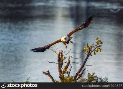 Specie Haliaeetus vocifer family of Accipitridae. African fish eagle in Kruger National park, South Africa
