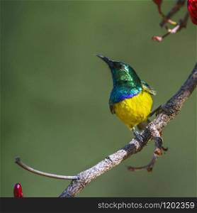 Specie Hedydipna collaris family of Nectariniidae. Collared Sunbird in Kruger National park, South Africa