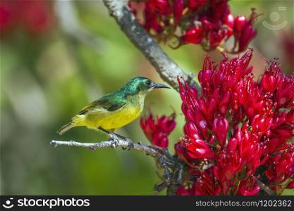 Specie Hedydipna collaris family of Nectariniidae. Collared Sunbird in Kruger National park, South Africa