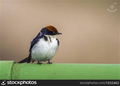 Specie Hirundo smithii family of Hirundinidae. Wire-tailed Swallow in Kruger National park, South Africa