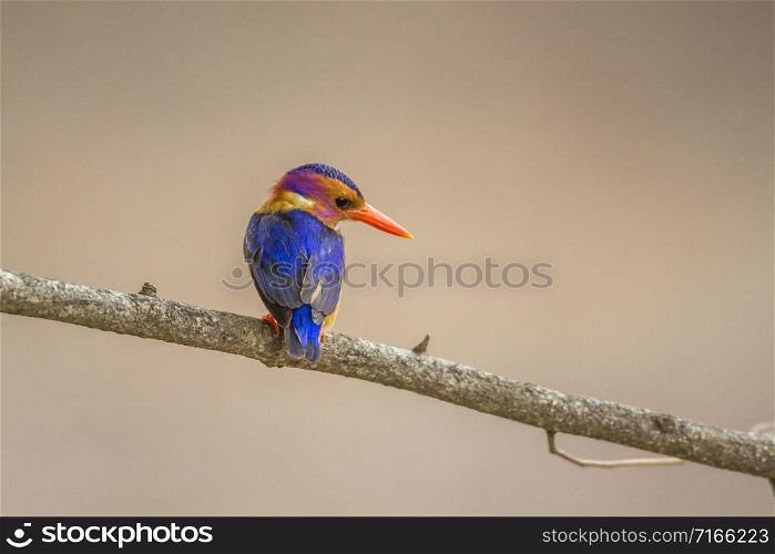 Specie Ispidina picta family of Alcedinidae. African Pygmy Kingfisher in Kruger National park, South Africa