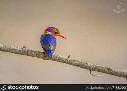 Specie Ispidina picta family of Alcedinidae. African Pygmy Kingfisher in Kruger National park, South Africa