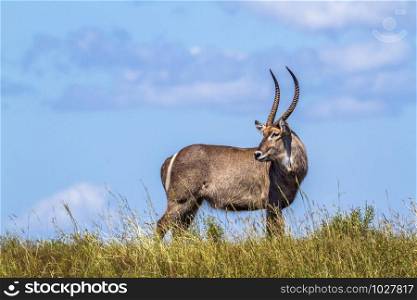 Specie Kobus ellipsiprymnus family of Bovidae. Common Waterbuck in Kruger National park, South Africa