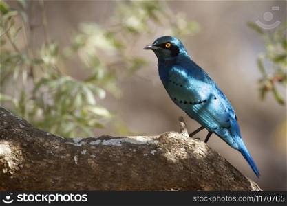 Specie Lamprotornis australis familly of sturnidae. Burchell&rsquo;s Glossy-Starling in Kruger National park, South Africa
