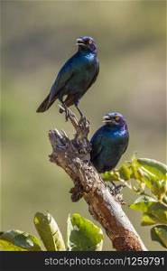 Specie Lamprotornis chalybaeus family of Sturnidae. Greater Blue eared Glossy Starling in Kruger National park, South Africa