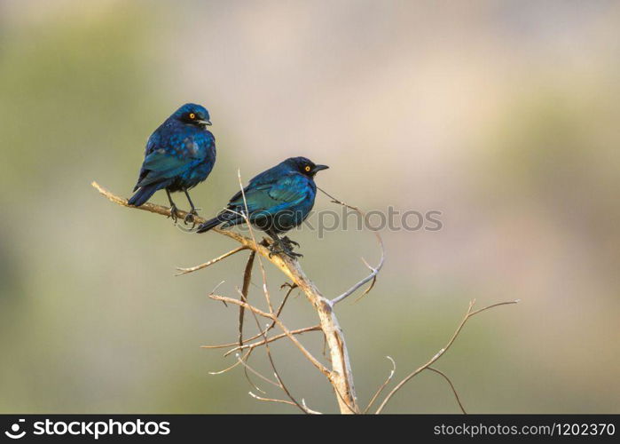 Specie Lamprotornis chalybaeus family of Sturnidae. Greater blue-eared Glossy-Starling in Kruger National park, South Africa