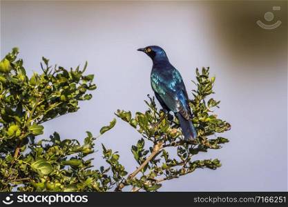 Specie Lamprotornis chalybaeus family of Sturnidae. Greater Blue-eared Glossy-Starling in Kruger National park, South Africa