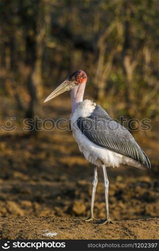 Specie Leptoptilos crumenifer family of Ciconiidae. Marabou stork in Kruger National park, South Africa