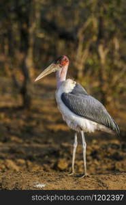 Specie Leptoptilos crumenifer family of Ciconiidae. Marabou stork in Kruger National park, South Africa