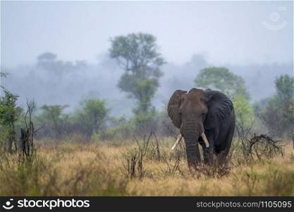 Specie Loxodonta africana family of Elephantidae. Elephant de savane