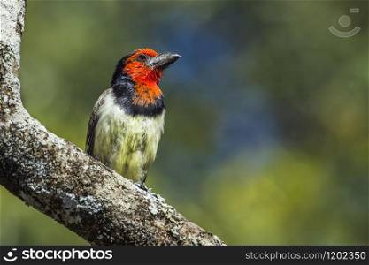 Specie Lybius torquatus family of Ramphastidae. Black-collared Barbet in Kruger National park, South Africa