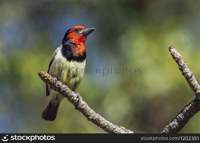 Specie Lybius torquatus family of Ramphastidae. Black-collared Barbet in Kruger National park, South Africa