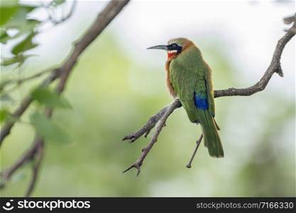 Specie Merops bullockoides family of Meropidae. White fronted Bee eater in Kruger National park, South Africa
