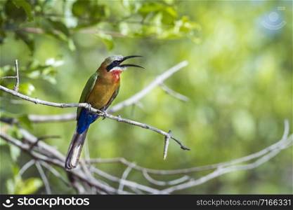 Specie Merops bullockoides family of Meropidae. White fronted Bee eater in Kruger National park, South Africa