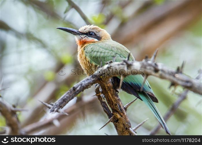 Specie Merops bullockoides family of meropidae. White-fronted Bee-eater in Kruger National park, South Africa