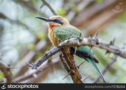 Specie Merops bullockoides family of meropidae. White-fronted Bee-eater in Kruger National park, South Africa