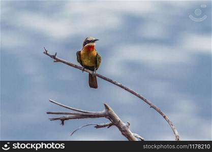 Specie Merops bullockoides family of Meropidae. White-fronted Bee-eater in Kruger National park, South Africa