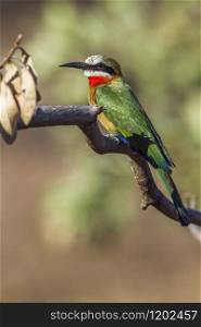 Specie Merops bullockoides family of Meropidae. White-fronted Bee-eater in Kruger National park, South Africa