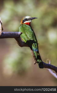 Specie Merops bullockoides family of Meropidae. White-fronted Bee-eater in Kruger National park, South Africa