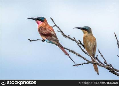 Specie Merops nubicoides family of Meropidae. Southern Carmine Bee-eater in Kruger National park, South Africa