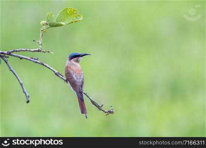 Specie Merops nubicoides family of Meropidae. Southern Carmine Bee-eater in Kruger National park, South Africa