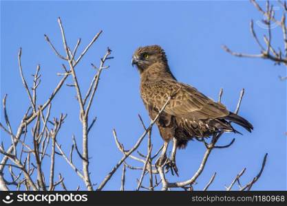 Specie Milvus aegyptius family of Accipitridae. Yellow-billed kite in Kruger National park, South Africa