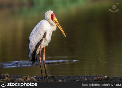 Specie Mycteria ibis family of Ciconiidae. Yellow-Billed stork in Kruger National park, South Africa