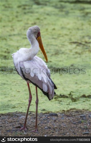 Specie Mycteria ibis family of Ciconiidae. Yellow-Billed stork in Kruger National park, South Africa