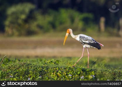 specie Mycteria leucocephala family of . Tantale indien