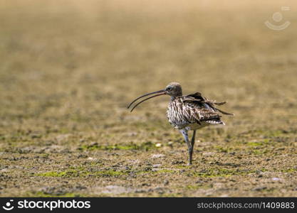 specie Numenius phaeopus family of Scolopacidae . Courlis corlieu