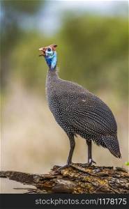 Specie Numida meleagris family of Numididae. Helmeted guineafowl in Kruger National park, South Africa