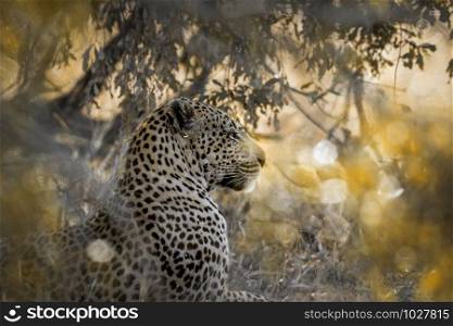 Specie Panthera pardus family of Felidae. Leopard in Yala National park, Sri Lanka