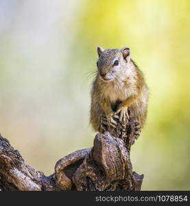 Specie Paraxerus cepapi family of Sciuridae. Paraxerus