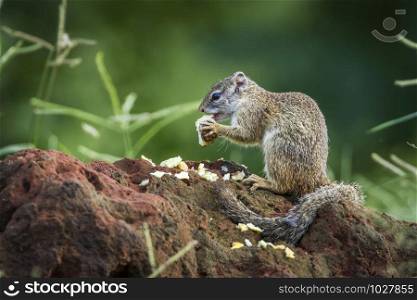 Specie Paraxerus cepapi family of Sciuridae. Smith bush squirrel in Kruger National park, South Africa