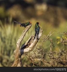 Specie Phoeniculus purpureus family of Phoeniculidae. Green wood-hoopoe in Kruger National park, South Africa
