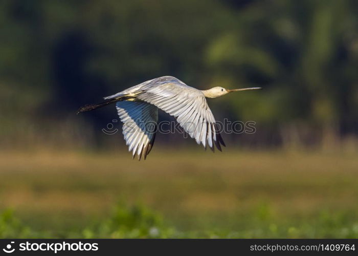 specie Platalea leucorodia family of Threskiornithidae . Spatule blanche