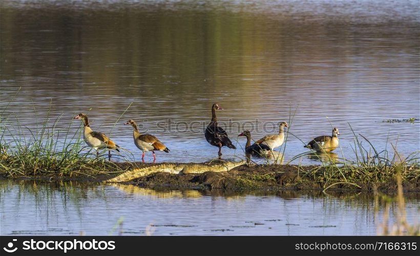 Specie Plectropterus gambensis,Alopochen aegyptiaca and Crocodylus niloticus. Spur-winged Goose, Egyptian Goose, Nile crocodile in Kruger National park, South Africa
