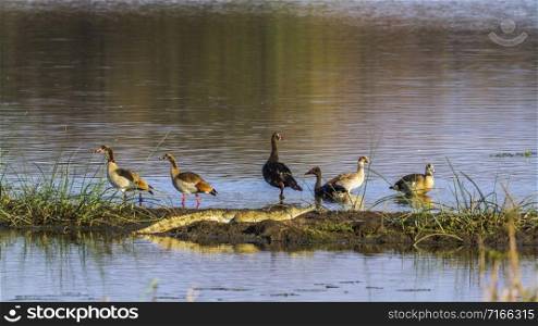 Specie Plectropterus gambensis,Alopochen aegyptiaca and Crocodylus niloticus. Spur-winged Goose, Egyptian Goose, Nile crocodile in Kruger National park, South Africa