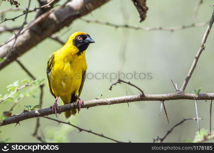 Specie Ploceus velatus family of Ploceidae. Southern Masked-Weaver in Kruger National park, South Africa
