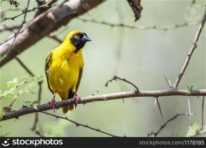 Specie Ploceus velatus family of Ploceidae. Southern Masked-Weaver in Kruger National park, South Africa