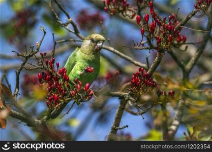 Specie Poicephalus cryptoxanthus family of Psittacidae. Brown-headed Parrot in Kruger National park, South Africa