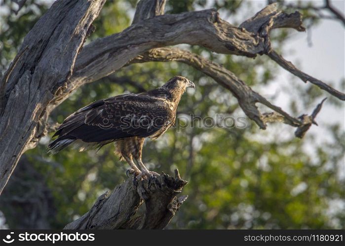 Specie Polemaetus bellicosus family of Accipitridae. Martial Eagle in Kruger National park, South Africa