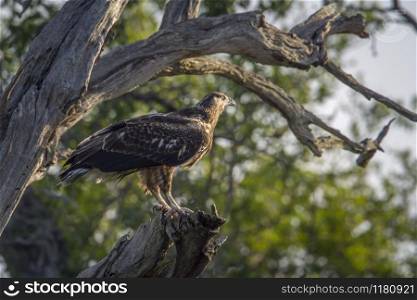 Specie Polemaetus bellicosus family of Accipitridae. Martial Eagle in Kruger National park, South Africa