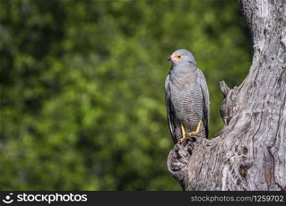 Specie Polyboroides typus family of Accipitridae. African Harrier-Hawk in Kruger National park, South Africa